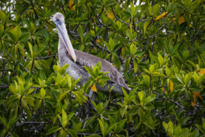 Pelican Galapagos-073