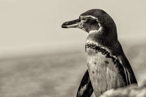 Penguin Galapagos-033