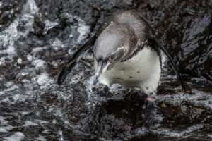 Penguin Galapagos-034
