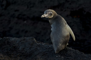 Penguin Galapagos-041