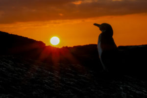 Penguin Galapagos-047