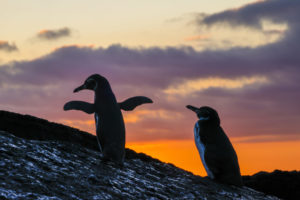 Penguin Galapagos-048