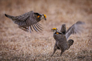 Prairie_Chickens-005