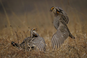 Prairie_Chickens-009