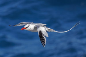 Red-Billed Tropicbird Galapagos-098