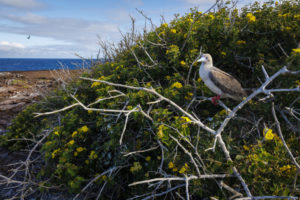 Red Footed Booby Galapagos-011