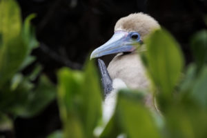 Red Footed Booby Galapagos-014