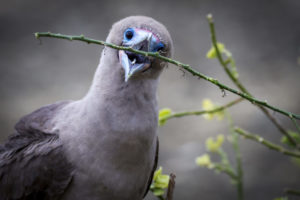 Red Footed Booby Galapagos-016