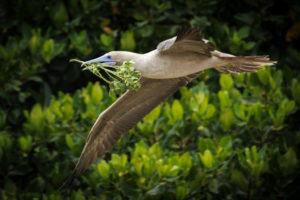 Red Footed Booby Galapagos-017