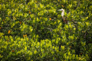 Red Footed Booby Galapagos-018