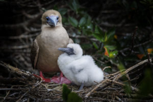 Red Footed Booby and Chick Galapagos-009