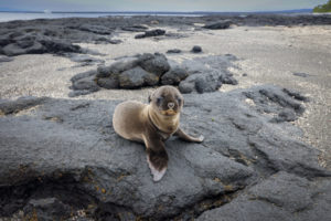 Sea Lion Galapagos-028