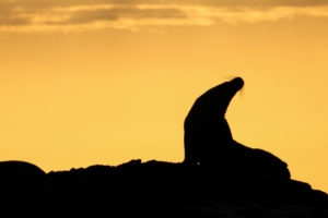 Sea Lion Galapagos-042