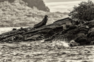 Sea Lion Galapagos-054