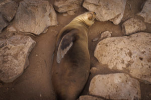 Sea Lion Galapagos-093