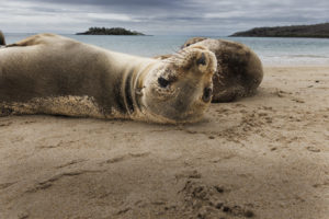 Sea Lion Galapagos-094