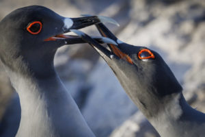 Swallow-Tailed Gulls Galapagos-104