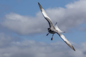 Swallow-Tailled Gull Galapagos-100