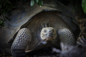 Tortoise Galapagos-050