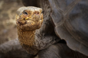 Tortoise Galapagos-055