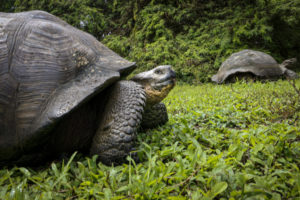 Tortoise Galapagos-056
