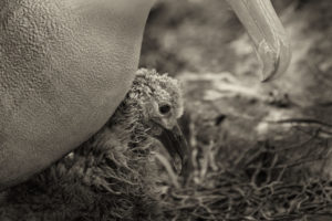 Waved Albatross Chick Galapagos-065