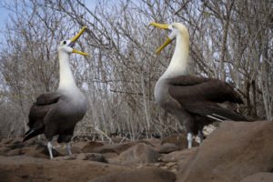 Waved Albatross Galapagos-058