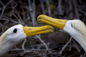 Waved Albatross Galapagos-069