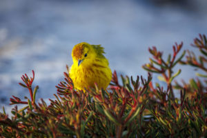 Yellow Warbler Galapagos-105