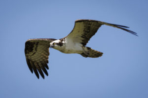 Acadia_Osprey_S1A2461-1