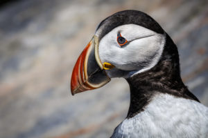 Acadia_Puffins_S1A0870-1