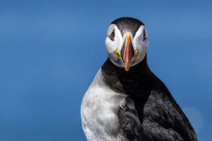 Acadia_Puffins_S1A0931-1