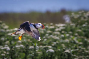 Acadia_Puffins_S1A0986-1