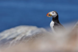 Acadia_Puffins_S1A1000-1