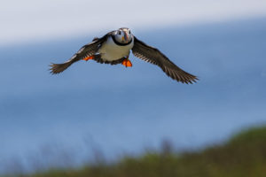 Acadia_Puffins_S1A1328
