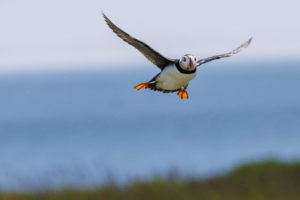 Acadia_Puffins_S1A1331