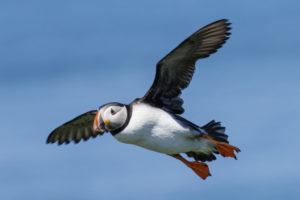 Acadia_Puffins_S1A1592