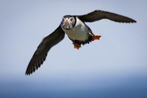 Acadia_Puffins_S1A1666-1