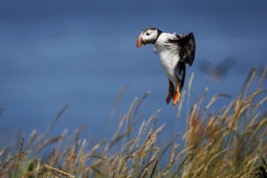 Acadia_Puffins_S1A1722-1