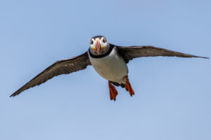 Acadia_Puffins_S1A1792-1