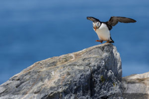 Acadia_Puffins_S1A1828-1