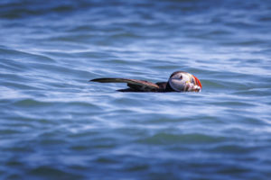 Acadia_Puffins_S1A2077