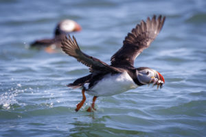 Acadia_Puffins_S1A2082