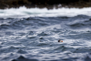 Acadia_Puffins_S1A3490-1