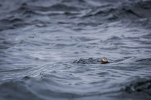 Acadia_Puffins_S1A3620-1