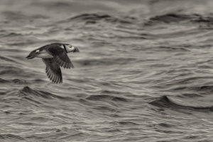 Acadia_Puffins_S1A3624--Toned