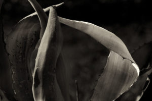 Agave_S1A7419-1