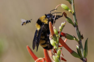 Bees_S1A6739-1