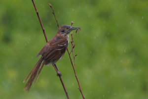 Brown Thrasher-Y6A6997-1