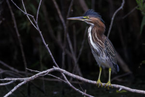 Green-Herons-R5_S1A6106